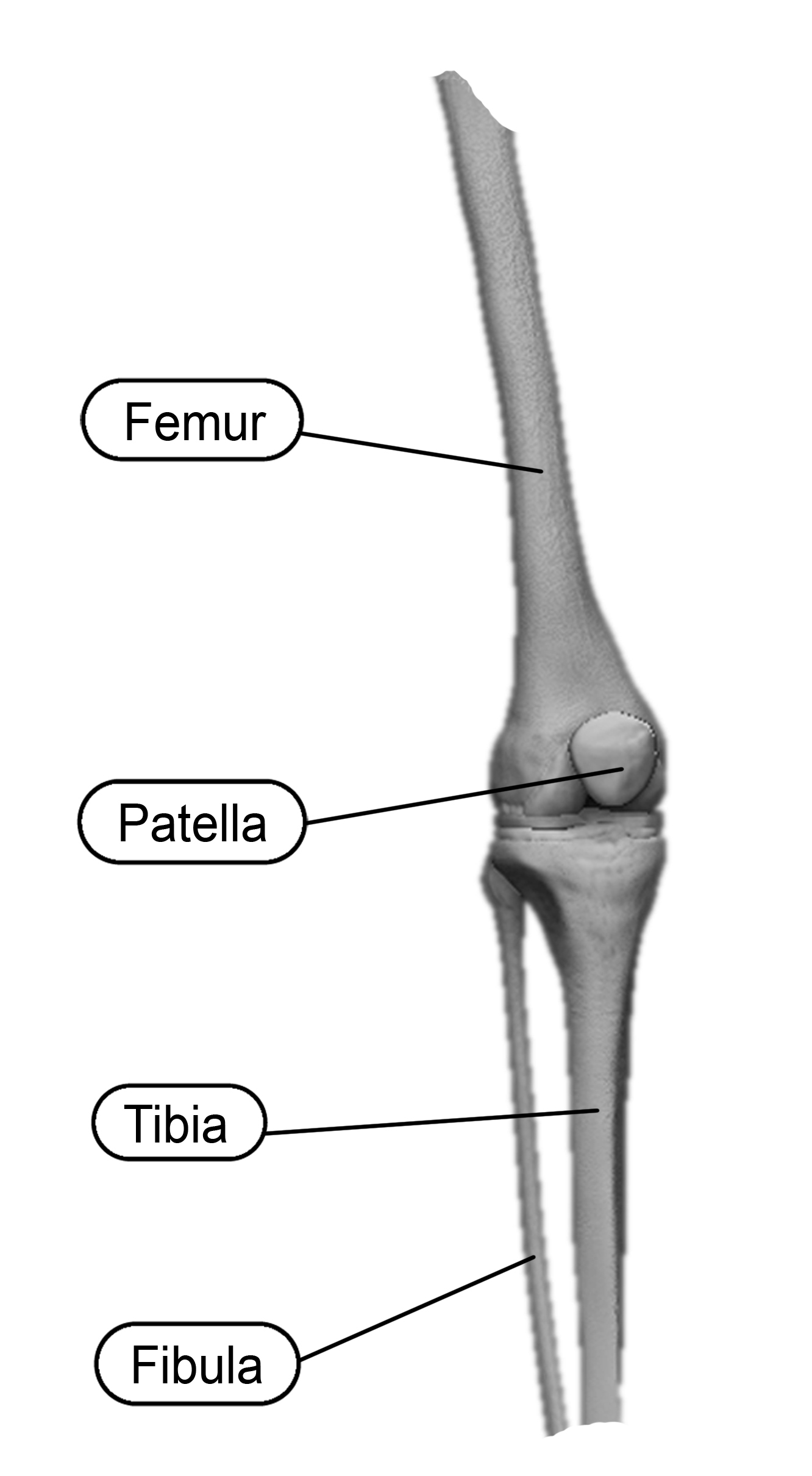 The Human Knee's Bony Anatomy