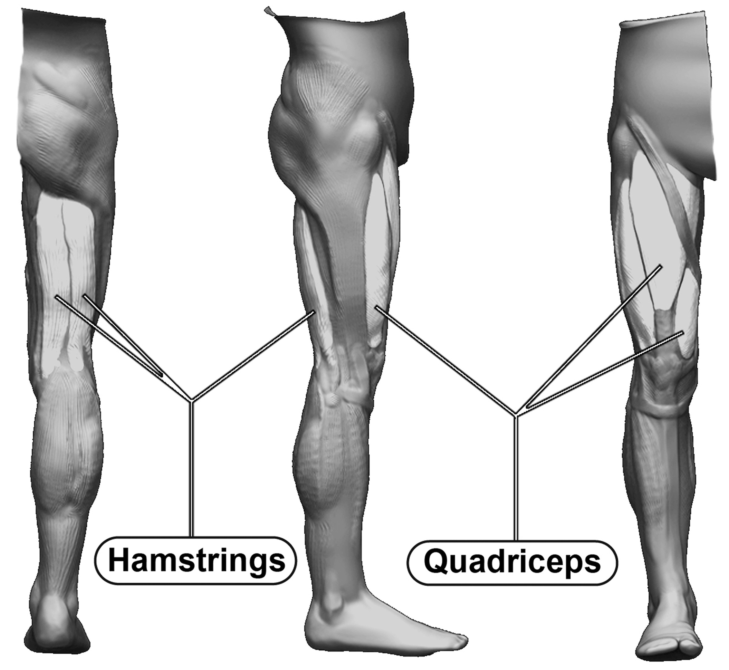 The Human Leg's Muscle Anatomy